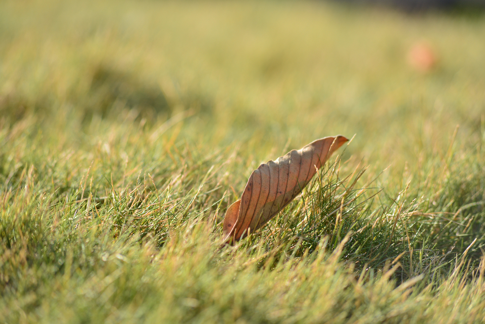 Leaf Sunlight