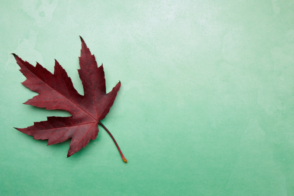 Seasonal Leaf