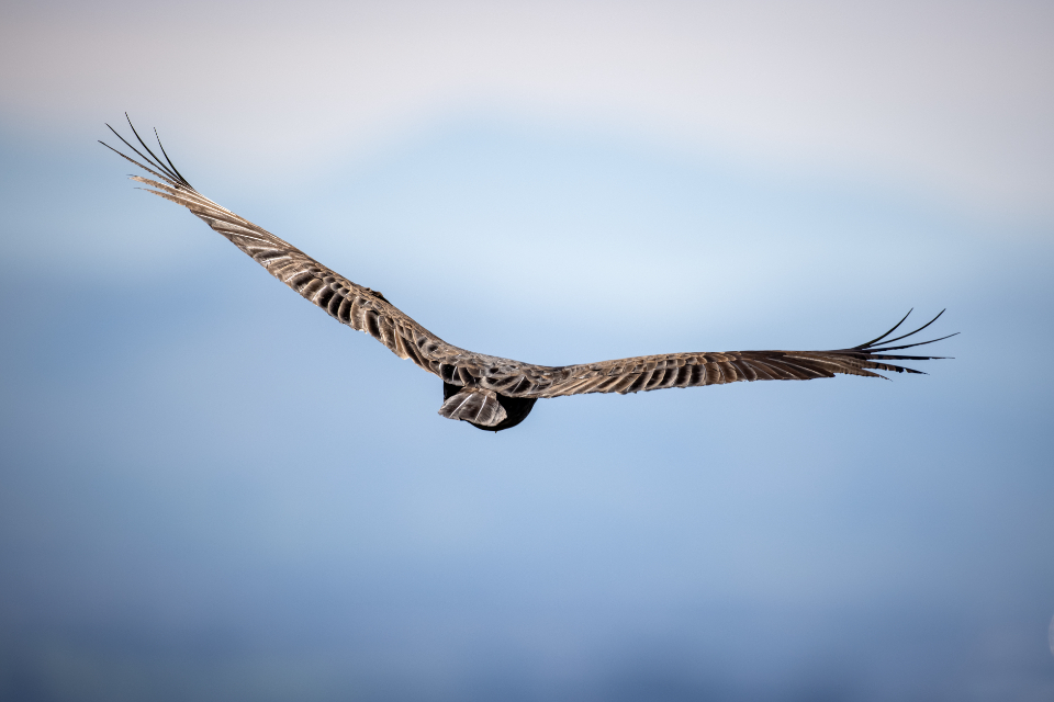 Bird Flying