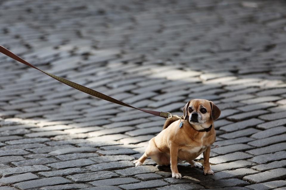 Dog Pet