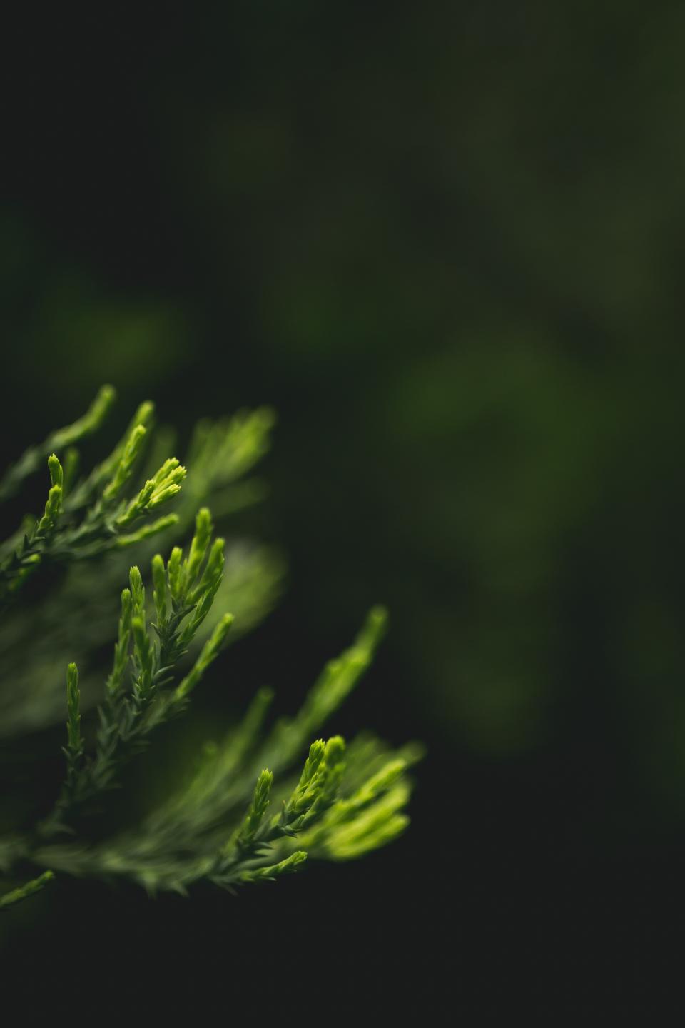 Nature Leaves
