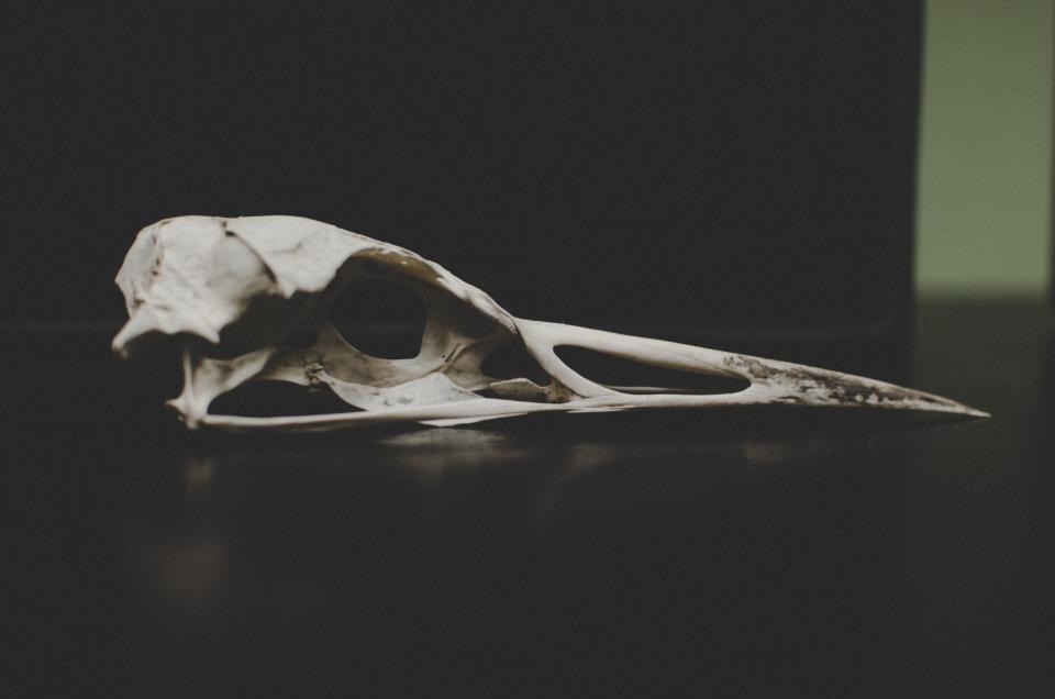 Bone Dead