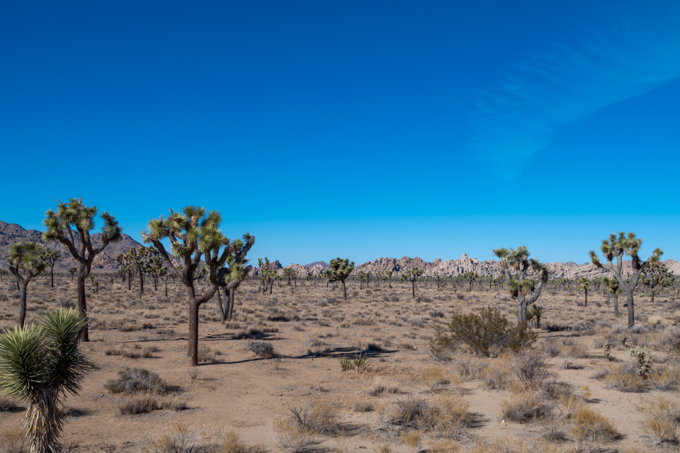 Desert Landscape