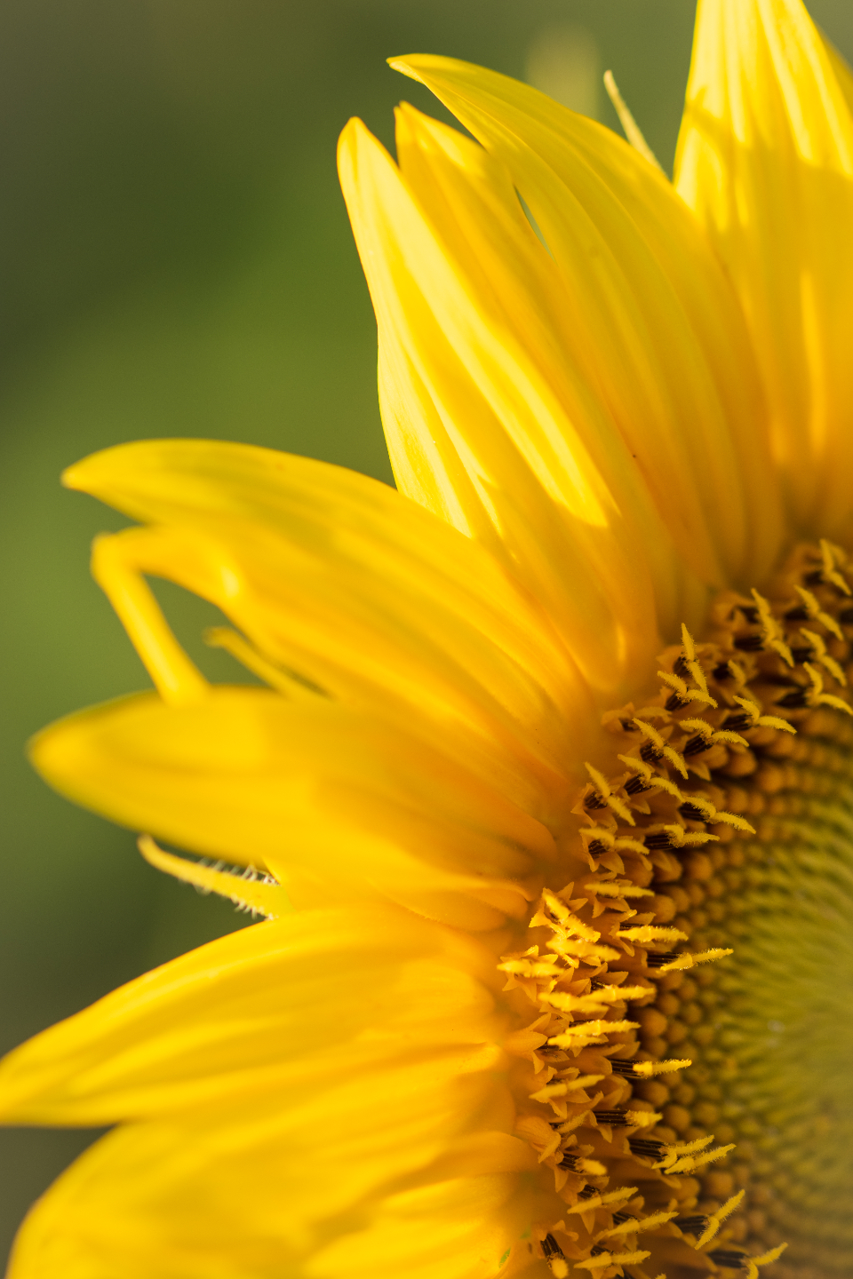 Sunflower Flower