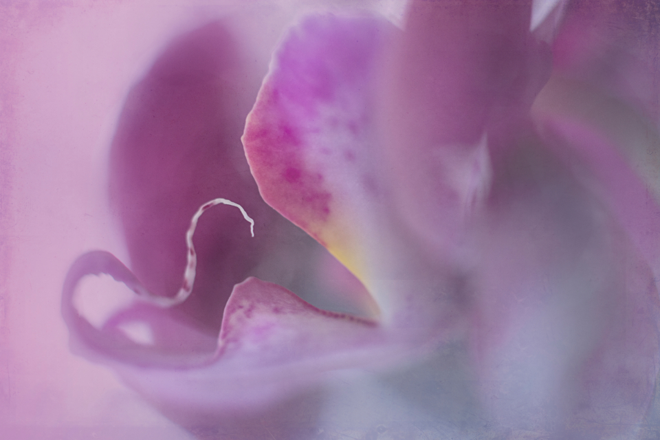 Abstract Flower