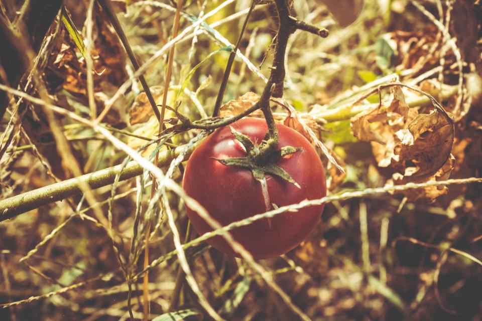 Tomato Red