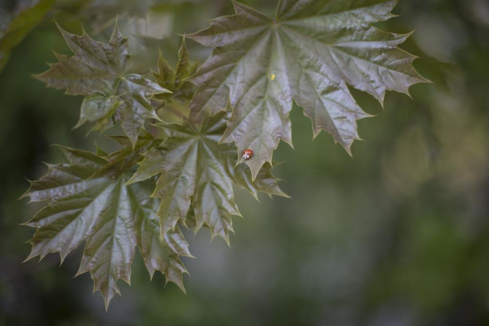 Green Leaf