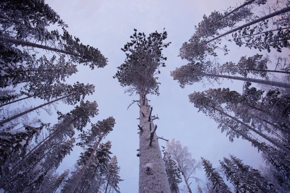 Trees Plant