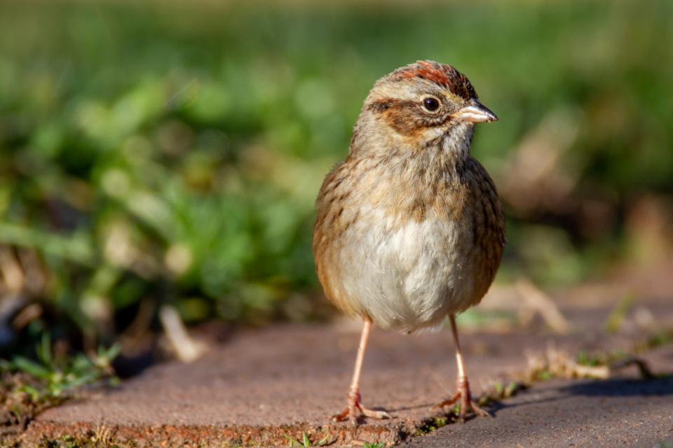 Bird Perched
