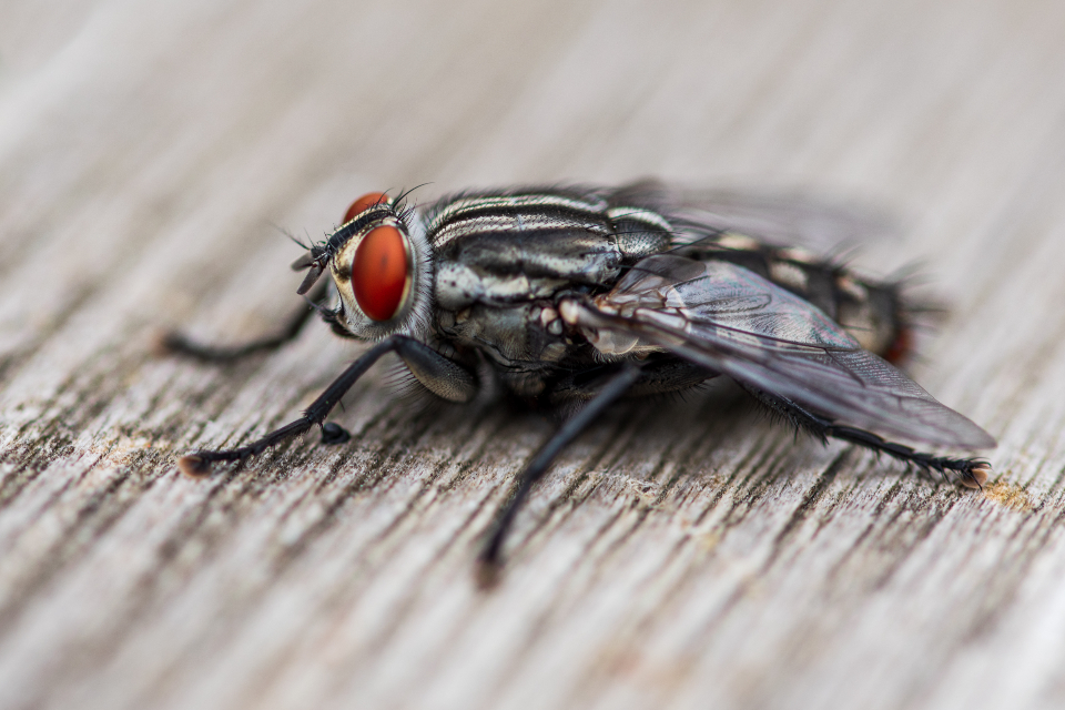 Insect Eye