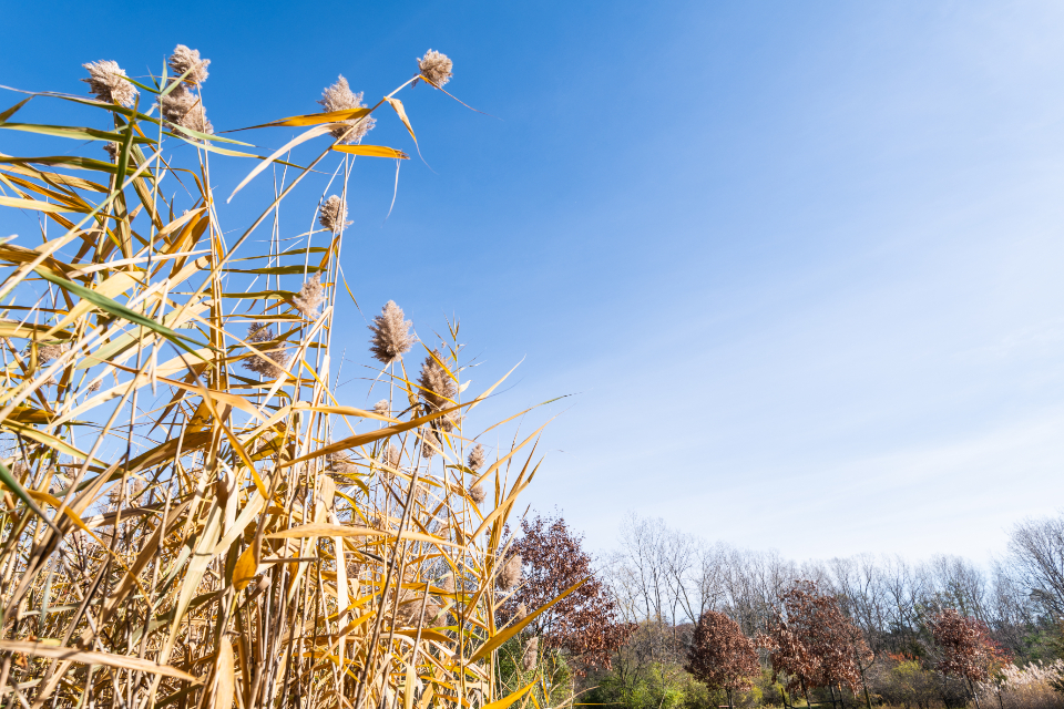 Wheat Field