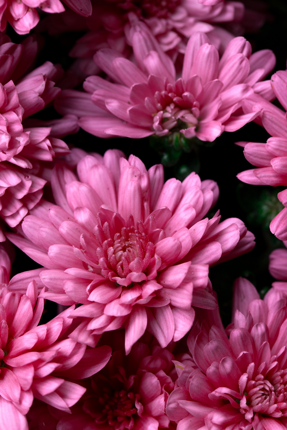 Macro Flower