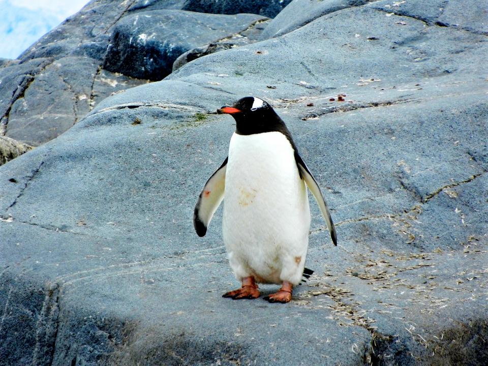 Penguin Bird