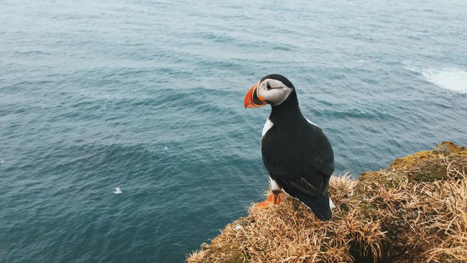 Puffin Bird