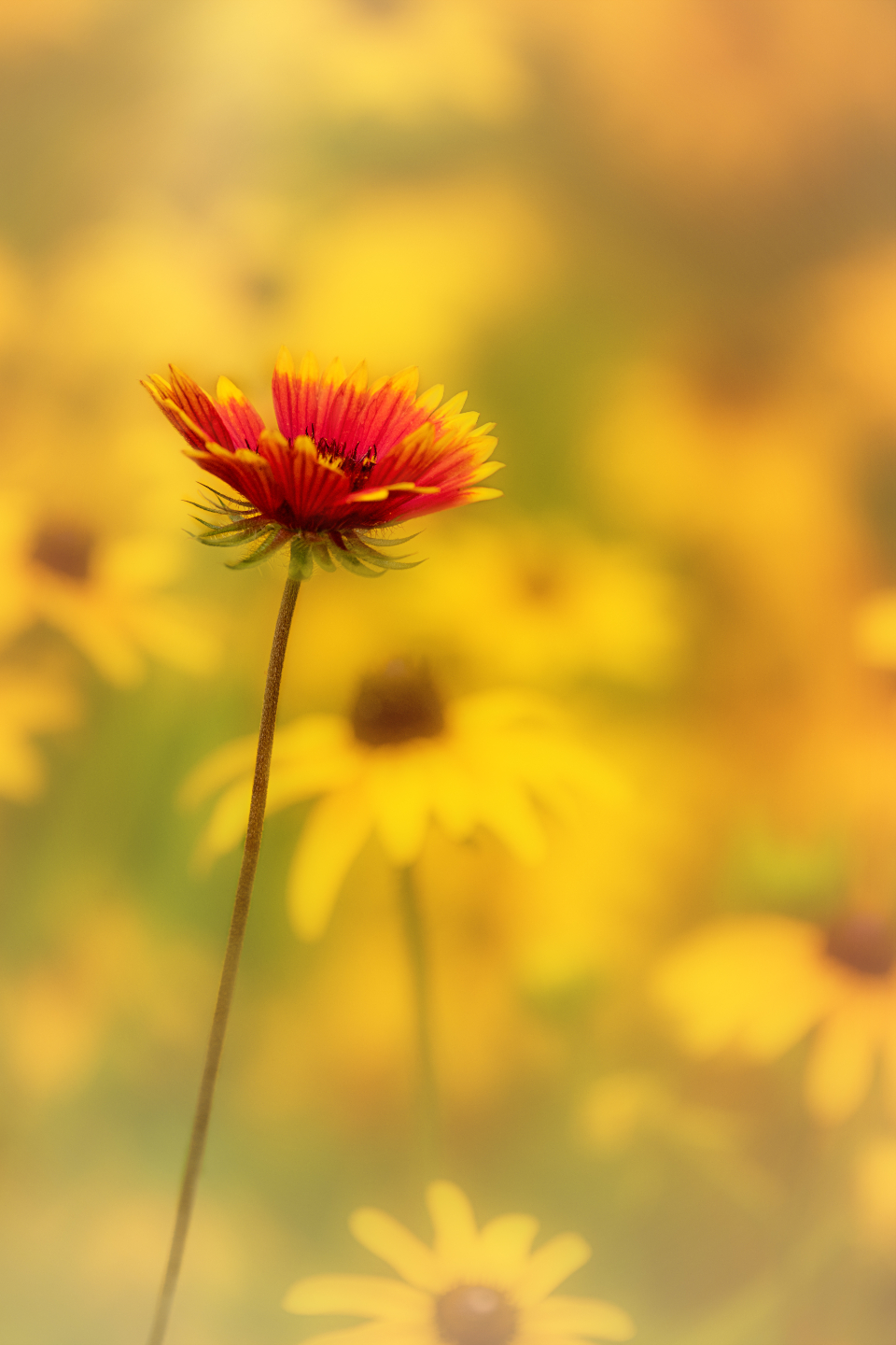 Flower Bloom