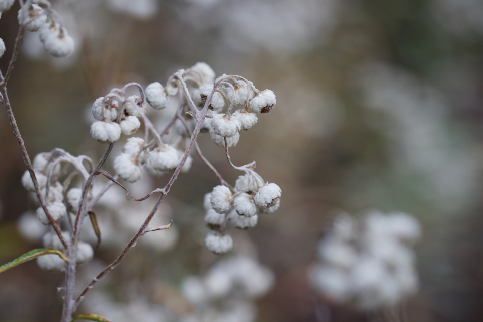 White Wildflower