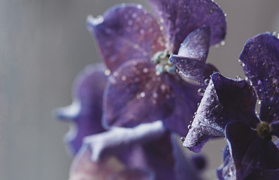 Flower Drops
