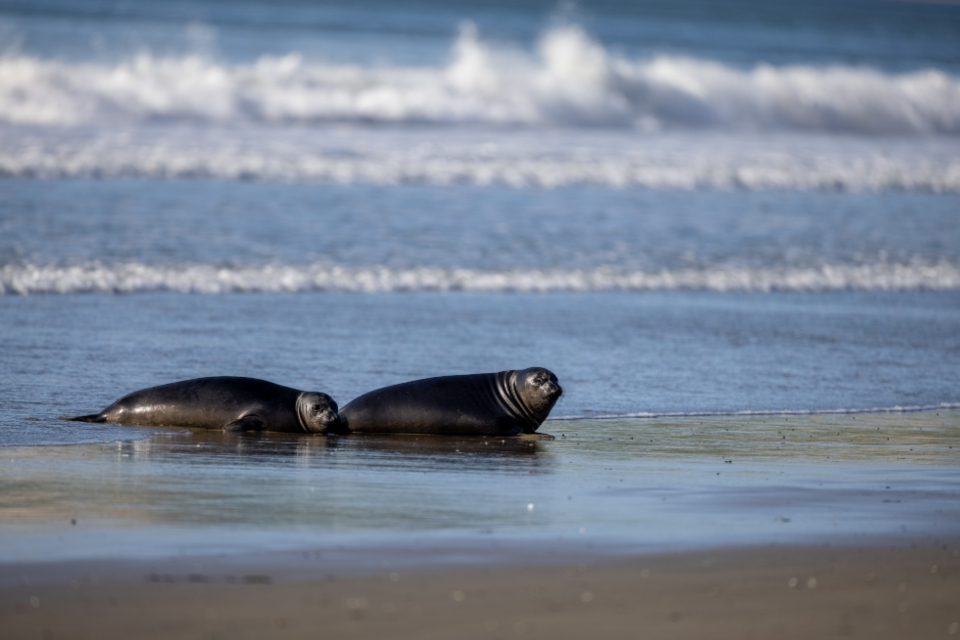 Seal Animal