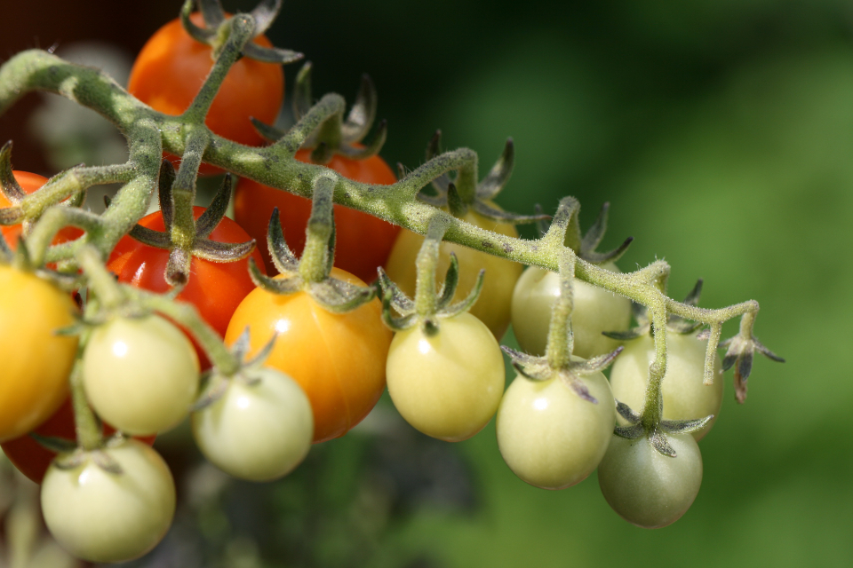 Cherry Tomatoes
