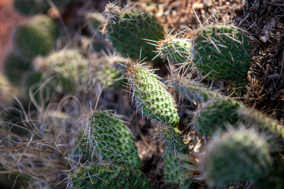 Cactus Plant