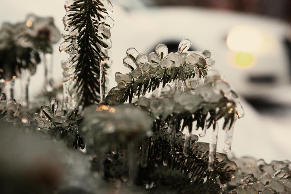 Pine Needles Frozen