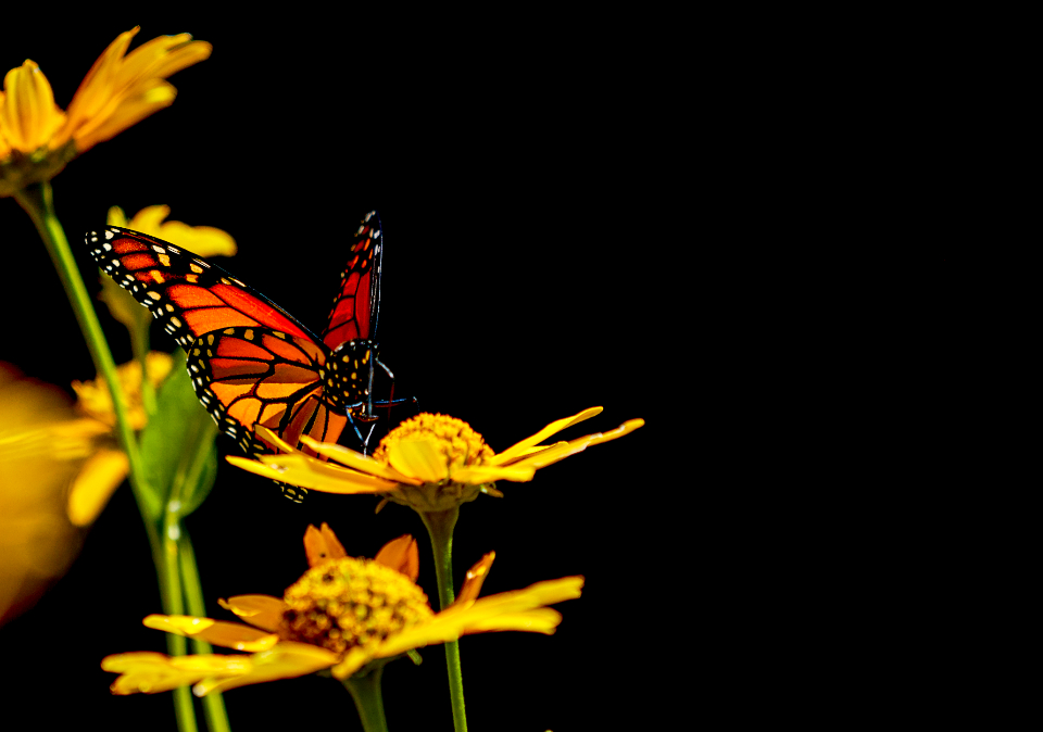 Butterfly Insect