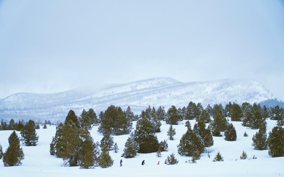 Snow Winter