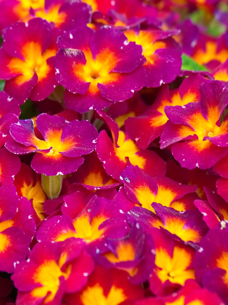 Pink Blossoms