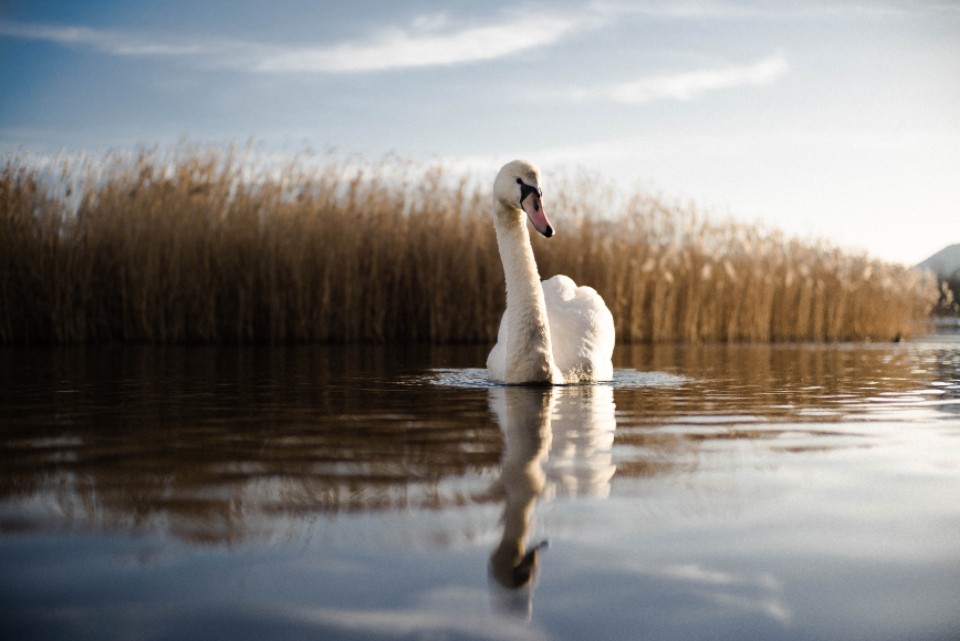 Swan River