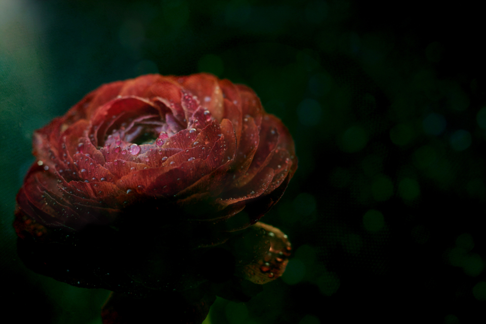 Red Flower
