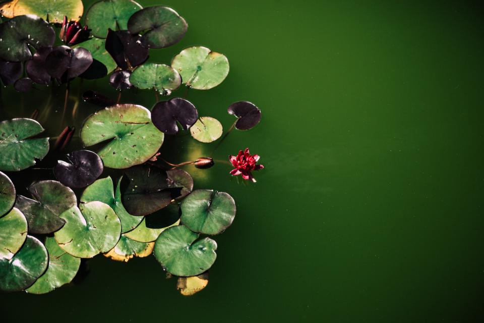 Water Green