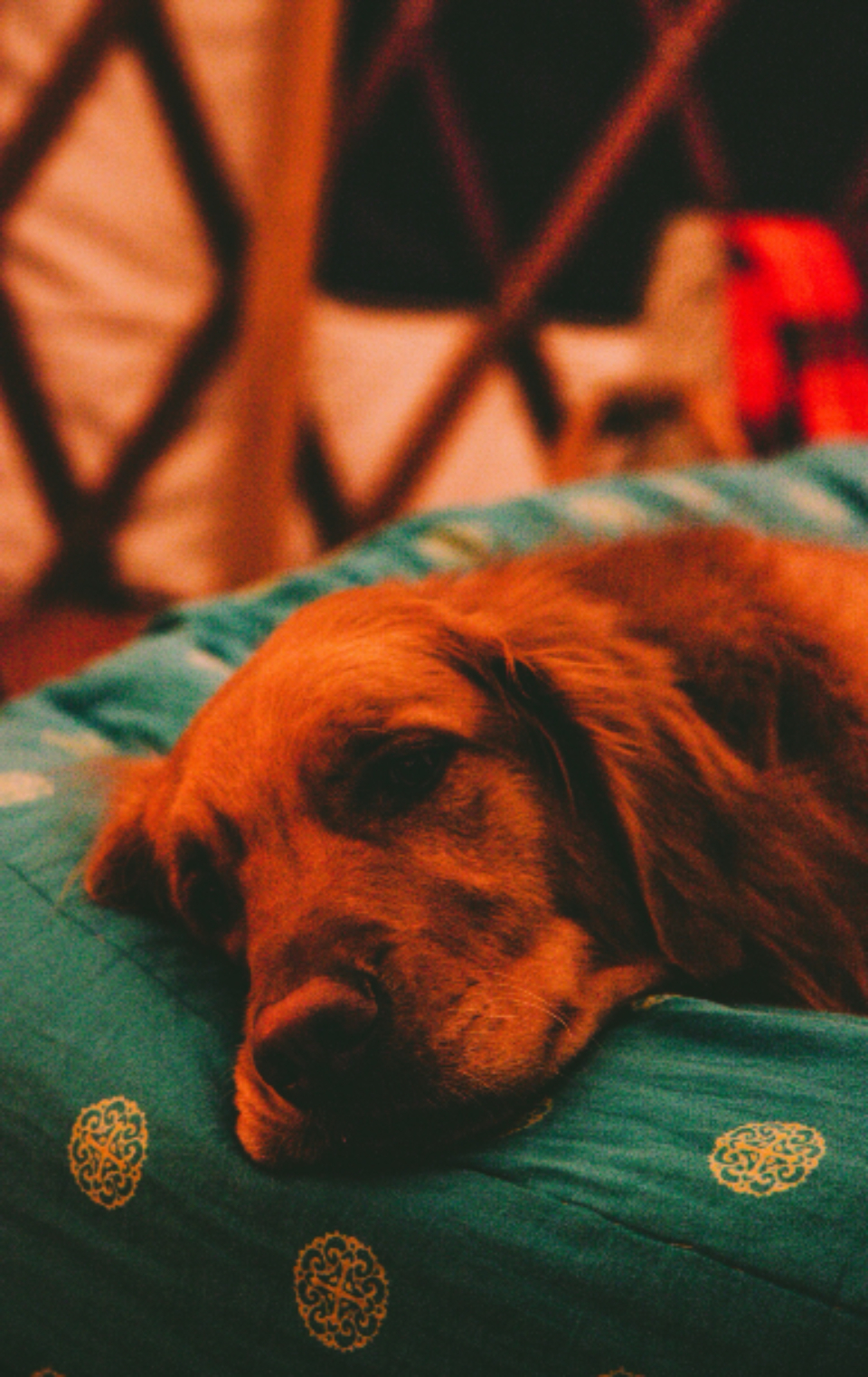Retriever Dog