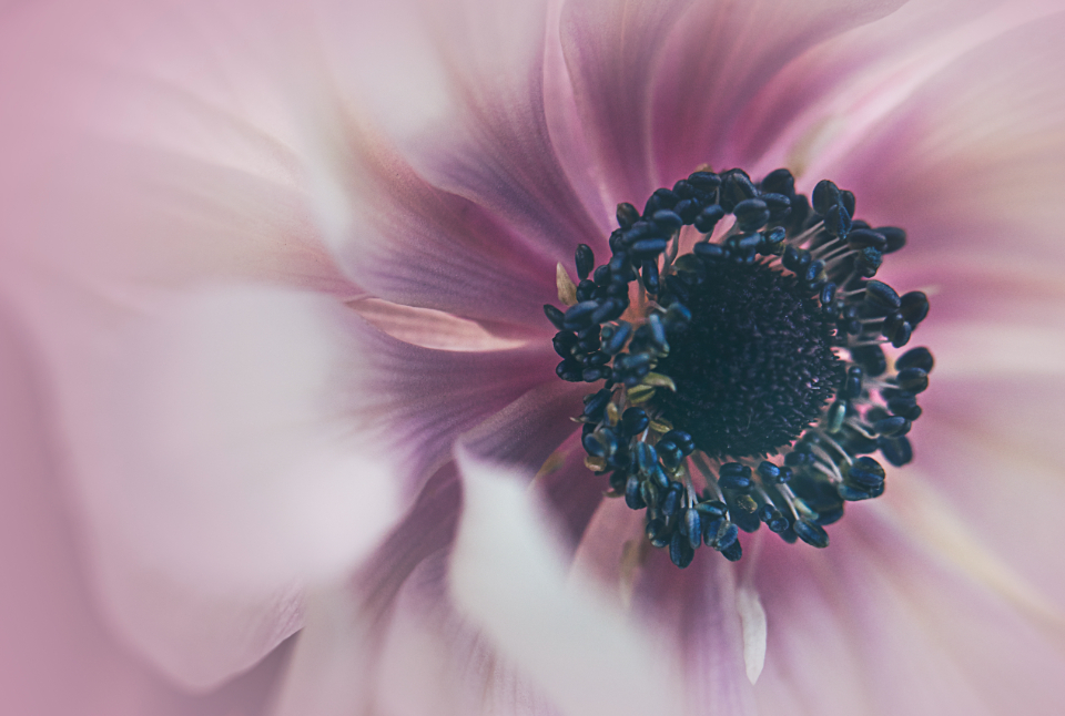 Flower Blossom
