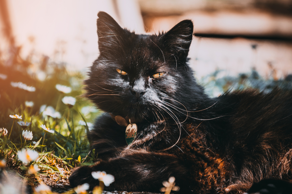Black Cat