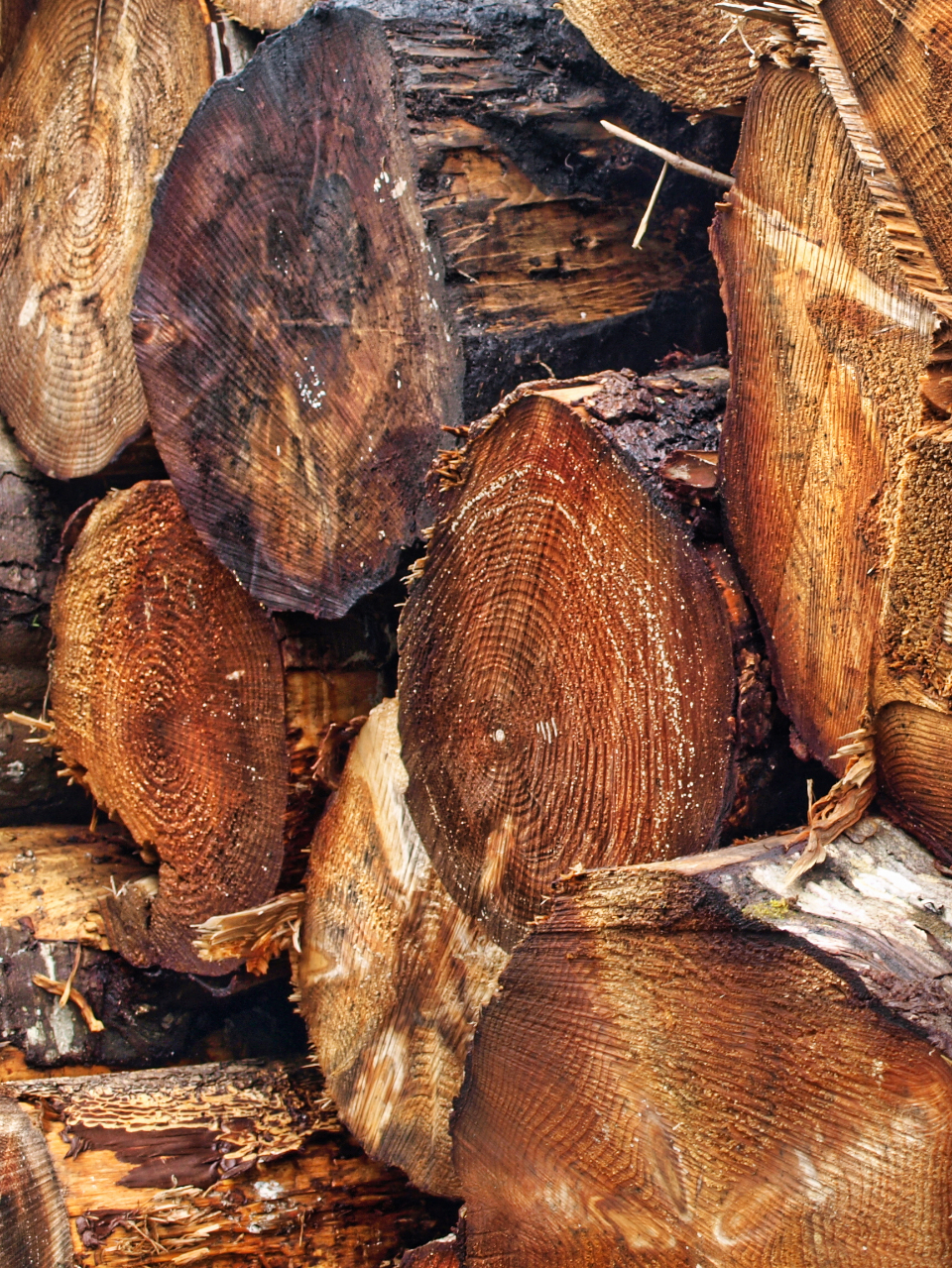 Wood Logs