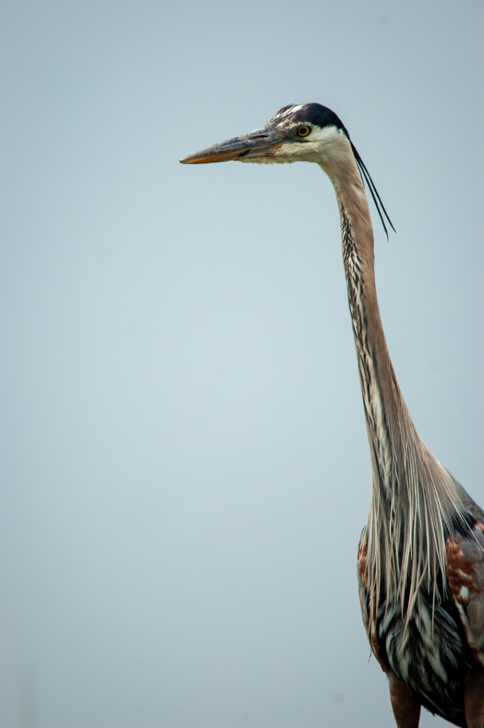 Heron Blue