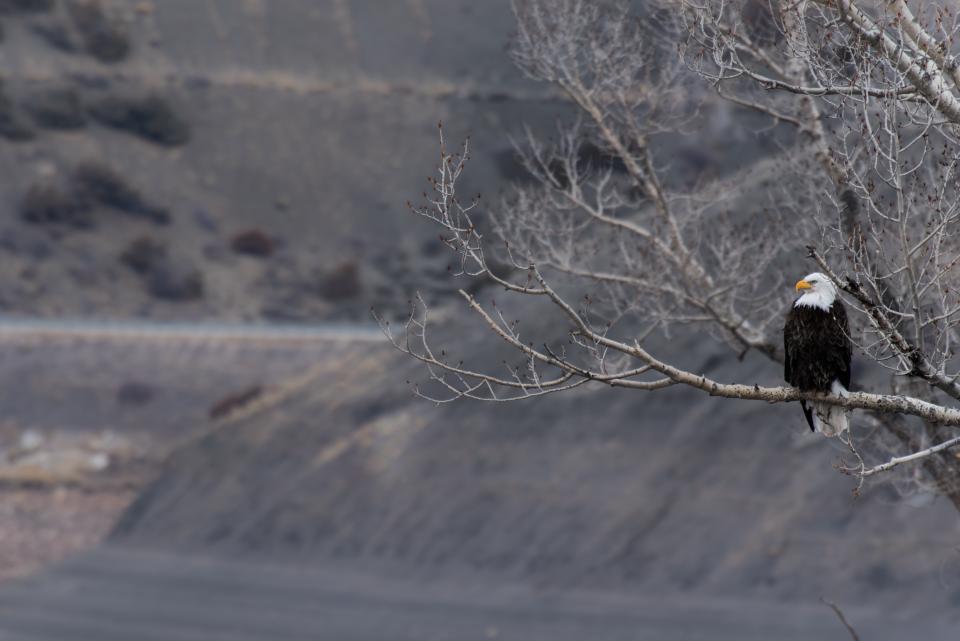 Tree Branch
