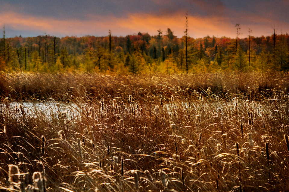 Cattail Marsh