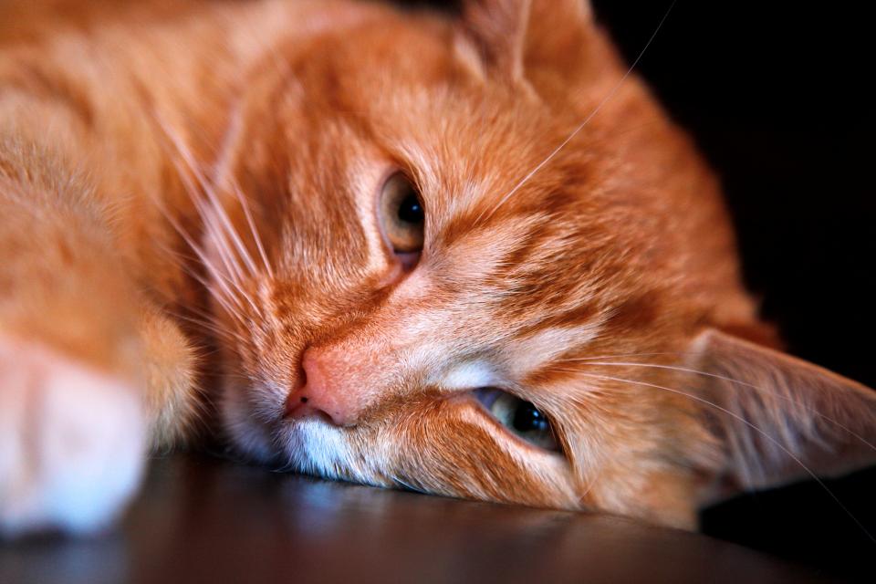 Cat Animal