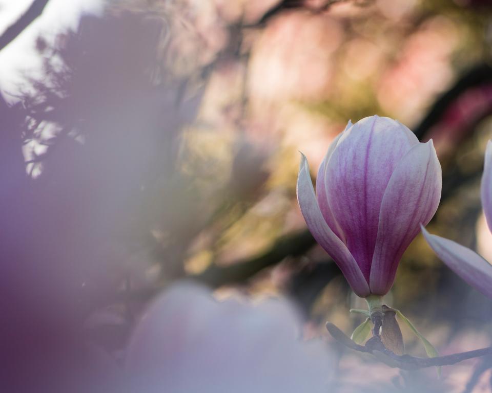Purple Petal