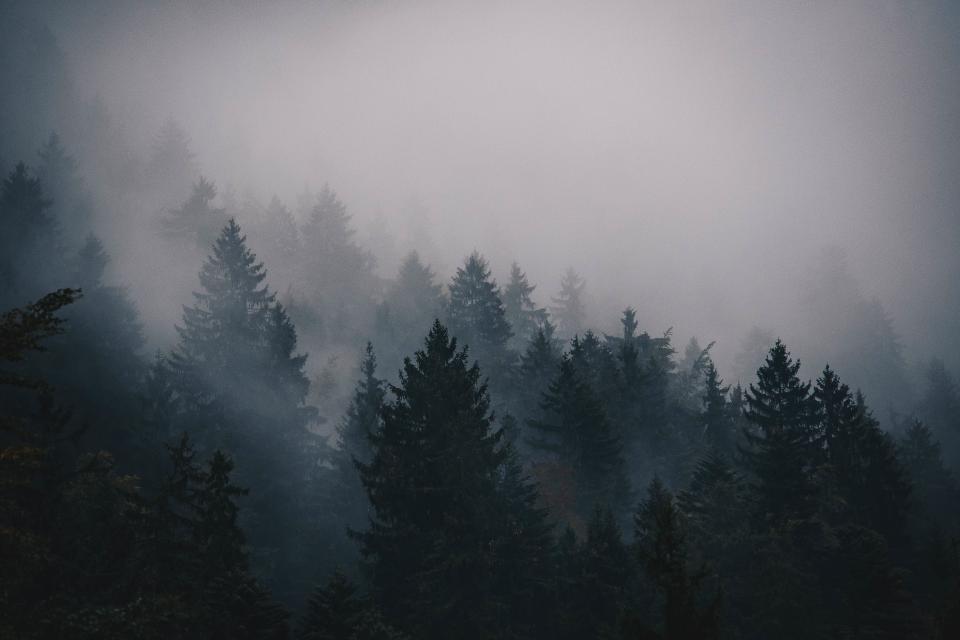 Fog Cold