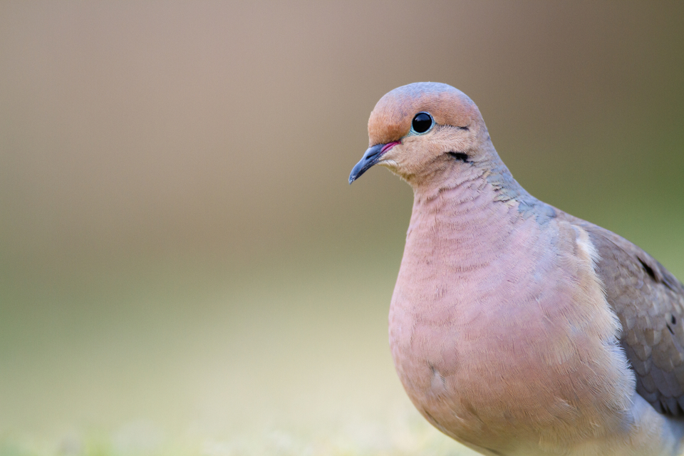 Bird Nature