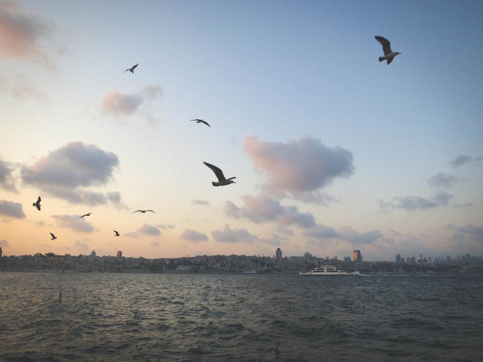 Seagulls Birds