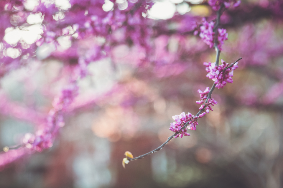 Purple Flowers
