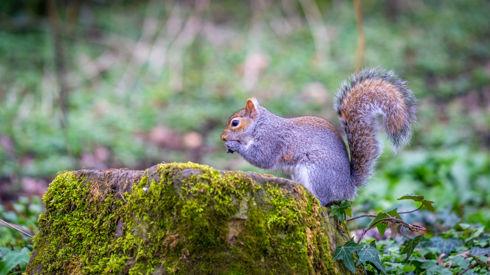 Squirrel Animal