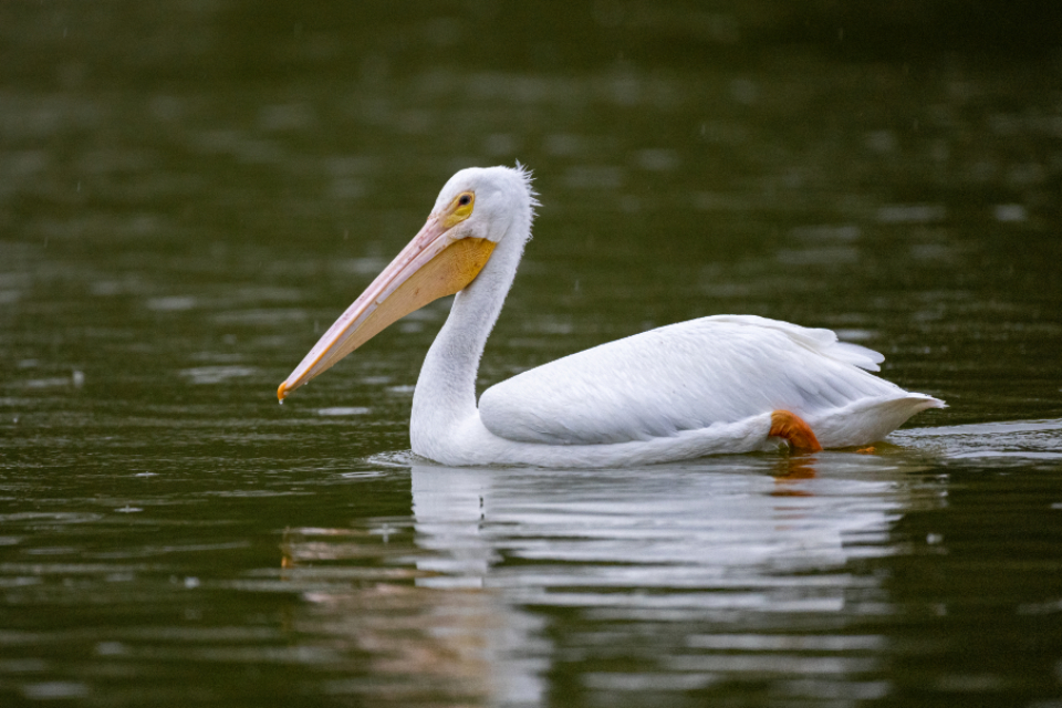Bird Pelican