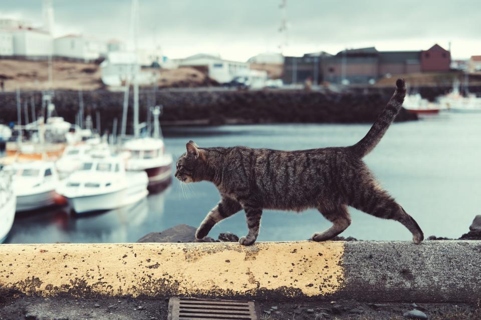 Cat Pet