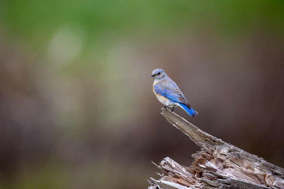 Bird Perched