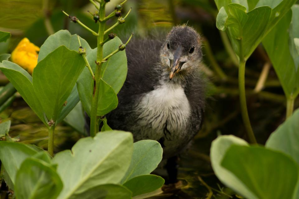 Coot Bird
