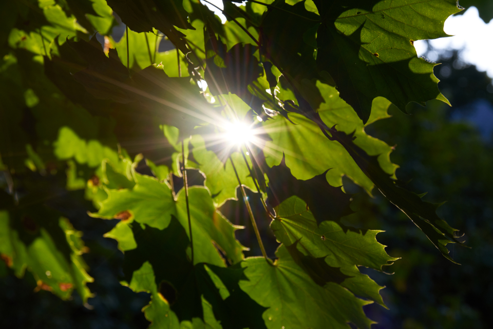 Sun Forest